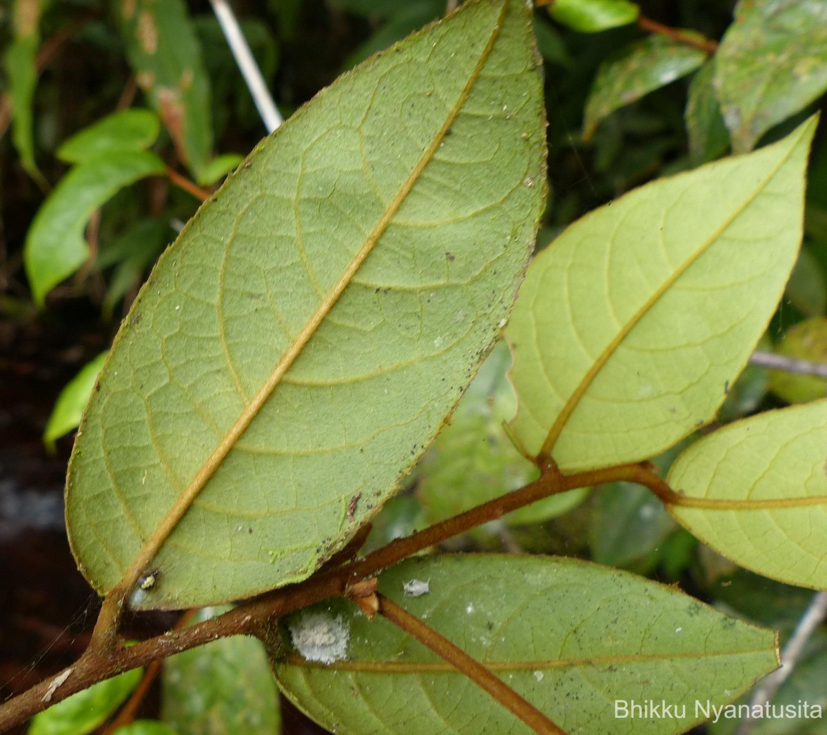 Symplocos diversifolia